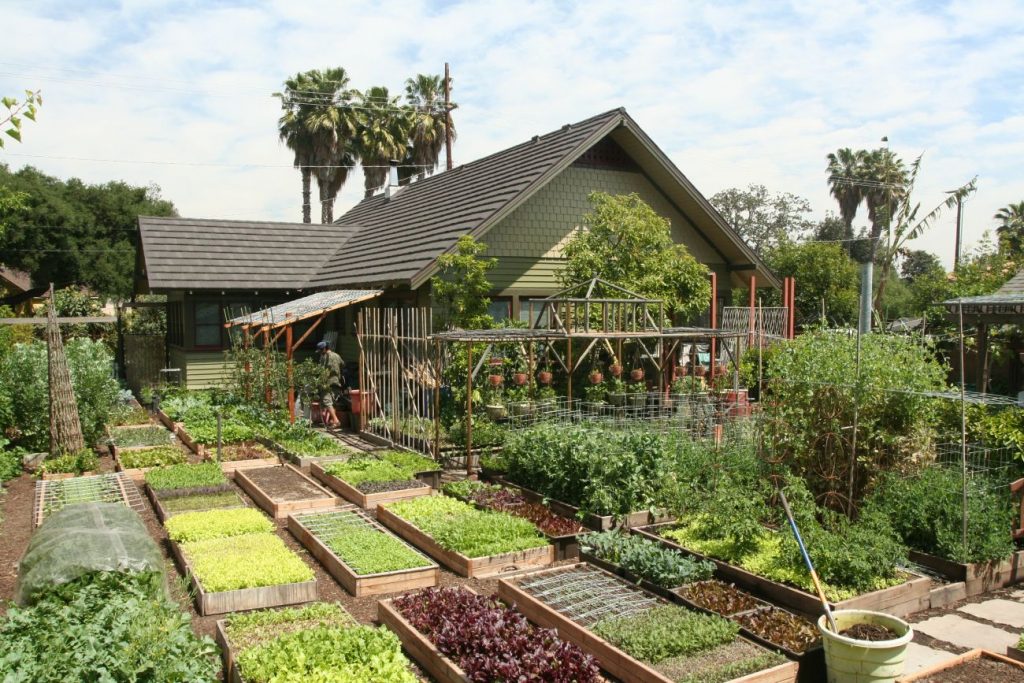 This family produces 6,000 pounds of food per year, right in their backyard!