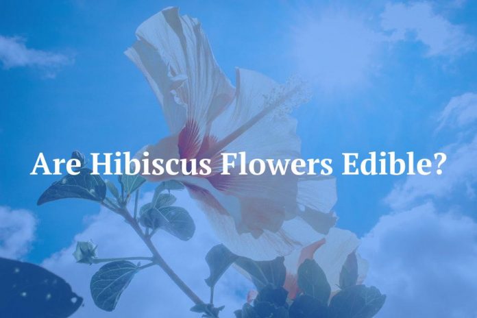 Are Hibiscus Flowers Edible?