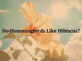 Do Hummingbirds Like Hibiscus?