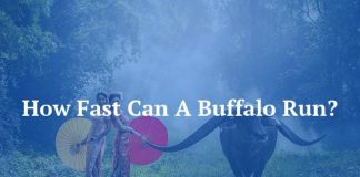 How Fast Can A Buffalo Run?