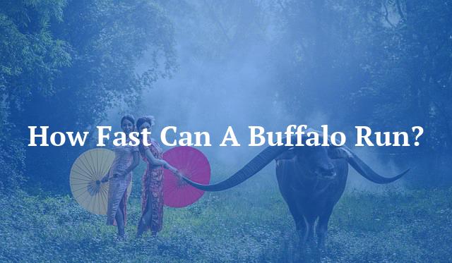 How Fast Can A Buffalo Run?