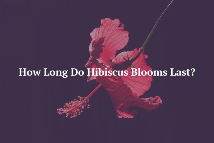 How Long Do Hibiscus Blooms Last?
