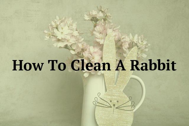 How To Clean A Rabbit