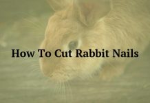 How To Cut Rabbit Nails