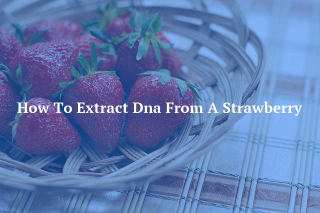 How To Extract Dna From A Strawberry