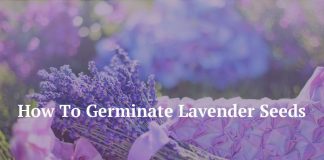 How To Germinate Lavender Seeds