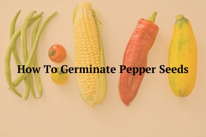 How To Germinate Pepper Seeds