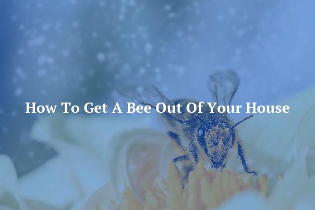 How To Get A Bee Out Of Your House
