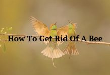How To Get Rid Of A Bee