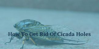 How To Get Rid Of Cicada Holes