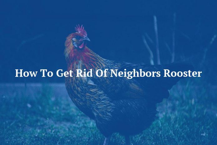 How To Get Rid Of Neighbors Rooster