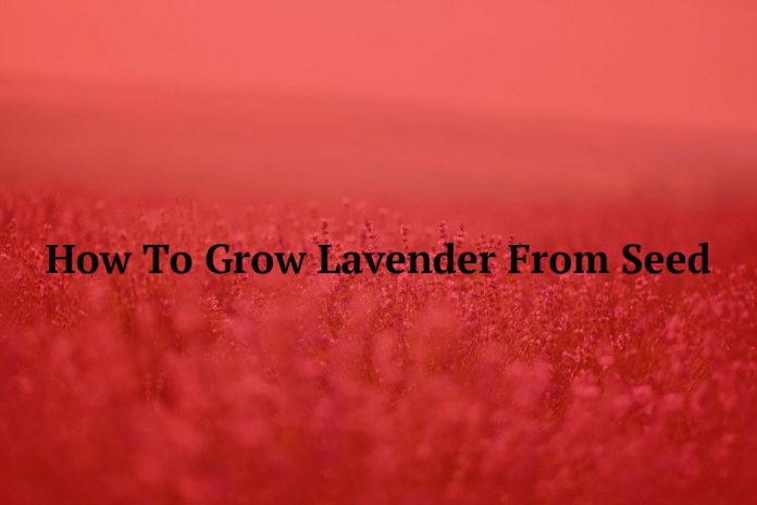 How To Grow Lavender From Seed