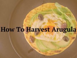 How To Harvest Arugula