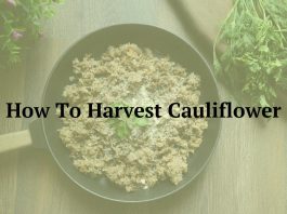 How To Harvest Cauliflower