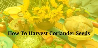 How To Harvest Coriander Seeds