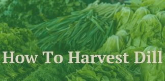 How To Harvest Dill