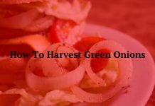 How To Harvest Green Onions