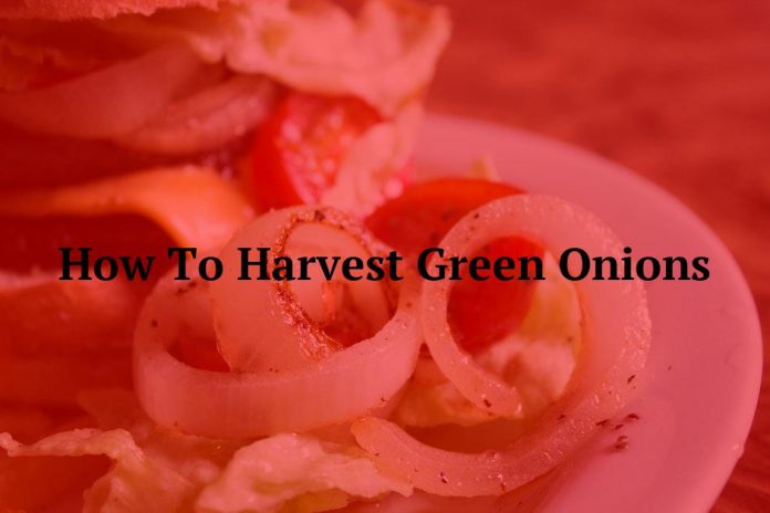 How To Harvest Green Onions