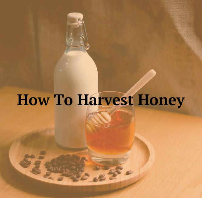 How To Harvest Honey