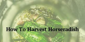How To Harvest Horseradish
