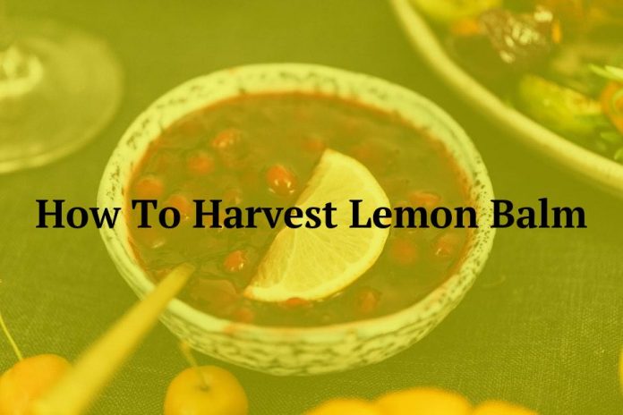 How To Harvest Lemon Balm