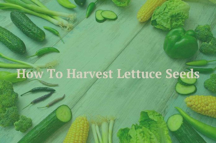 How To Harvest Lettuce Seeds