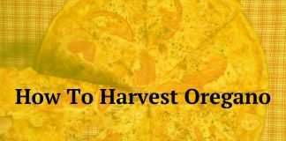 How To Harvest Oregano