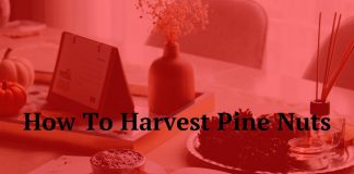 How To Harvest Pine Nuts