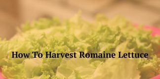 How To Harvest Romaine Lettuce