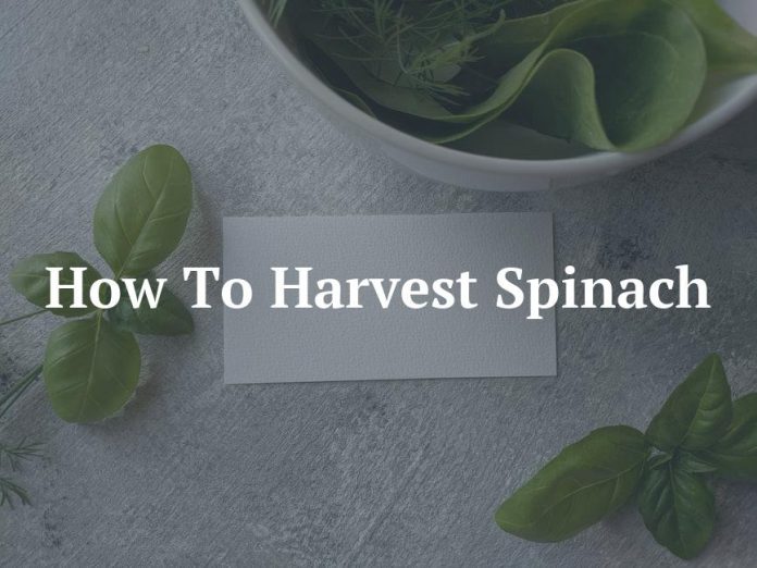How To Harvest Spinach