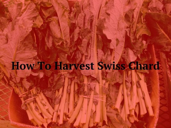 How To Harvest Swiss Chard