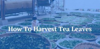 How To Harvest Tea Leaves