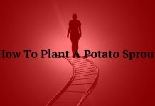 How To Plant A Potato Sprout