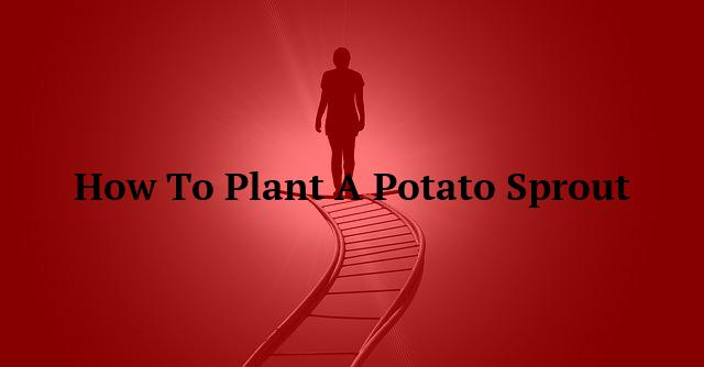 How To Plant A Potato Sprout