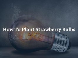 How To Plant Strawberry Bulbs