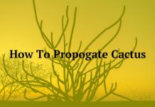 How To Propogate Cactus