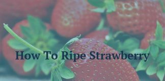 How To Ripe Strawberry