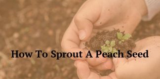 How To Sprout A Peach Seed