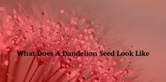 What Does A Dandelion Seed Look Like