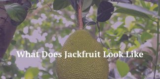 What Does Jackfruit Look Like