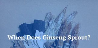 When Does Ginseng Sprout?