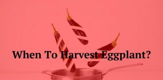 When To Harvest Eggplant?