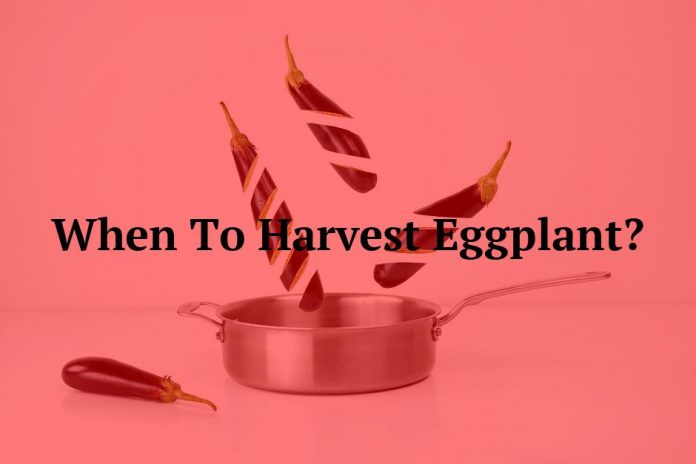 When To Harvest Eggplant?
