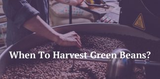 When To Harvest Green Beans?
