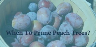 When To Prune Peach Trees?