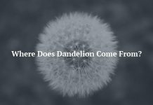 Where Does Dandelion Come From?