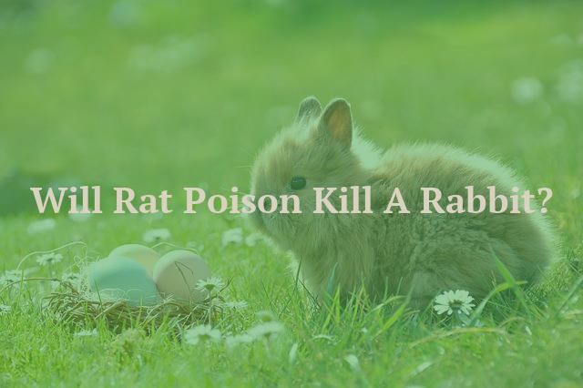 Will Rat Poison Kill A Rabbit?