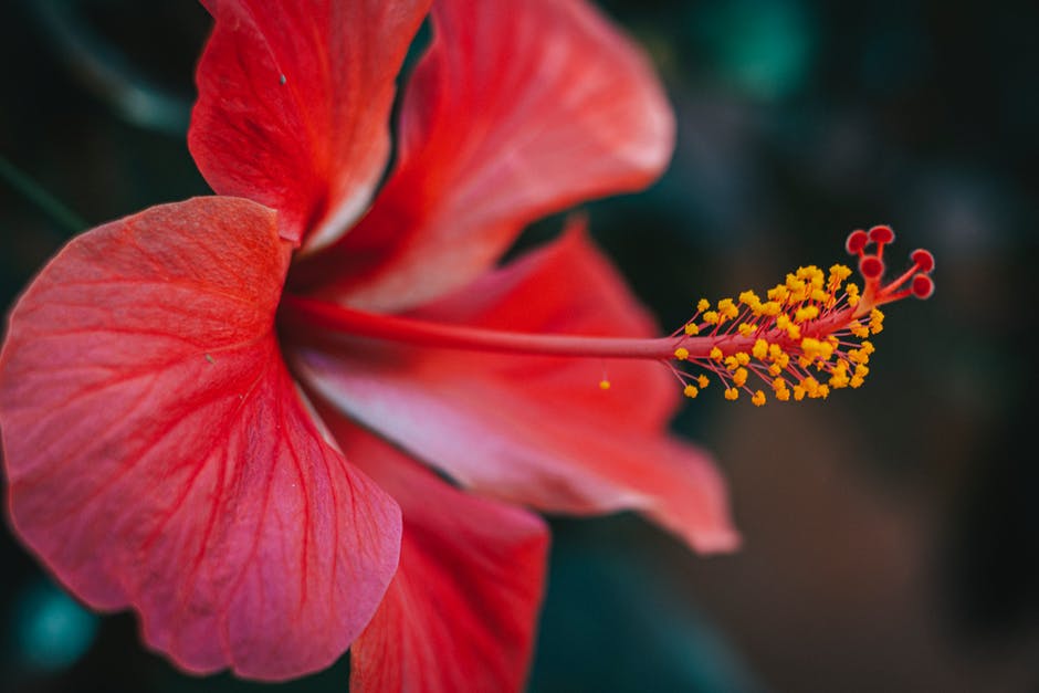 There is a tropical feel to your garden with the addition of the hibiscus. How do you care for it, and which type should you grow?