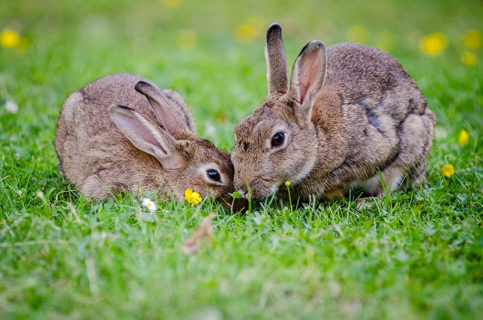 In rabbits, fecal matter gets stuck to a rabbit's behind in a condition called poopy butt.