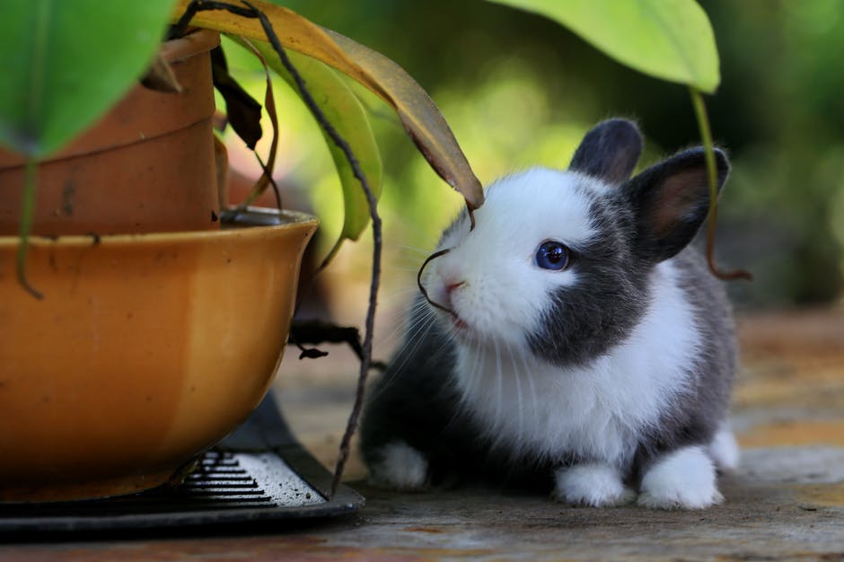 rabbits are more harmless than dogs and cats due to their sharp claws and teeth, and children love them because they are furry.